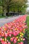 Tulips in Washington DC