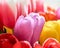 tulips with water drops are a close bouquet for the holiday on March 8