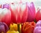 tulips with water drops are a close bouquet for the holiday on March 8