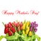 Tulips with water drops Spring flowers Happy Mothers Day