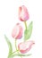 Tulips watercolor illustration. Light pink tulip flowers and leaves for cards, invitations, birthday celebration
