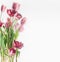 Tulips at white background. Beautiful seasonal springtime flowers bunch . Front view with copy space
