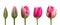 Tulips on white background. Close up. Stages of flowering tulip. From green bud to lush pink flower