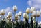 Tulips white droplets blue sky