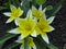 Tulips wild or forest. Miniature white tulips with yellow center close-up.