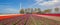 Tulips, wind turbines and a farm