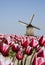 Tulips and windmill