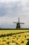 Tulips and windmills in Netherlands. Alkmaar fields in springtime