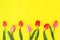 Tulips on a yellow background.