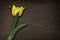 Tulips yellow flowers images on the old wooden background