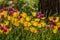 tulips yellow and magenta backlit closeup