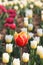 Tulipï¼ˆTulipa gesneriana L.ï¼‰