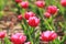 Tulipï¼ˆTulipa gesneriana L.ï¼‰