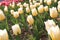 Tulipï¼ˆTulipa gesneriana L.ï¼‰