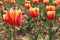 Tulipï¼ˆTulipa gesneriana L.ï¼‰