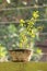 Tulsi ayurveda medicines plant indian pot nature flower