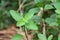 Tulsi basil or Holy basil in organic garden