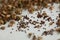 Tulsi holy basil seeds natural herb aurveda