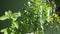 Tulsi Plant Other name is holy basil and  Ocimum tenuiflorum.The No.One Medicine plant .