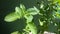 Tulsi Plant Other name is holy basil and  Ocimum tenuiflorum.The No.One Medicine plant .