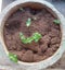 Tulsi plant.  Small green plants of basil in flowerpot.