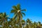 Tulum palm trees jungle on Mayan Riviera beach