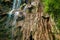 Tumalog waterfall in a mountain gorge in the tropical jungle of the Philippines, Cebu