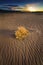 Tumble Weed on Sand dune at sunset in the Nevada Desert.