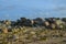 Tumbled Limestone Boulders on the North Shore of Aruba