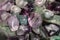 Tumbled Rose Quartz gem stone as mineral rock