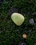 Tumbled yellowish Serpentine stone from Peru on green moss in the forest
