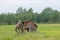 Tumbledown barn on a field