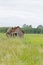 Tumbledown barn on a field