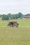 Tumbledown barn on a field