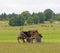 Tumbledown barn on a field