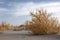 Tumbleweed