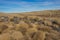 Tumbleweed and Barbed Wire Fence