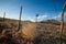 Tumbleweed on Barbed Wire Fence