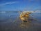 Tumbleweed on the beach