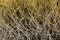Tumbleweed bush