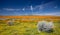 Tumbleweed among California Golden Poppies blooming in the southern California high desert Poppy Preserve