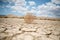 Tumbleweed in the desert