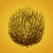 Tumbleweed drawing vector