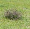 Tumbleweed grass field