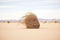 tumbleweed rolling with the wind in desert