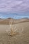 Tumbleweed in Sand Dunes Vertical