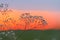 Tumbleweed stems at sunset