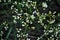 Tumbleweed white flowers macro close up detail, soft blurry bokeh background