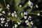 Tumbleweed white flowers macro close up detail, soft blurry dark bokeh