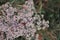 Tumbleweed white flowers macro close up detail top view, soft blurry bokeh